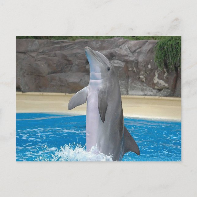 Dancing Dolphin Post Card (Front)