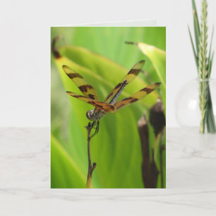 Dancing Dragonfly Greeting Card