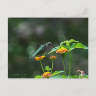 Dancing Hummingbird Postcard