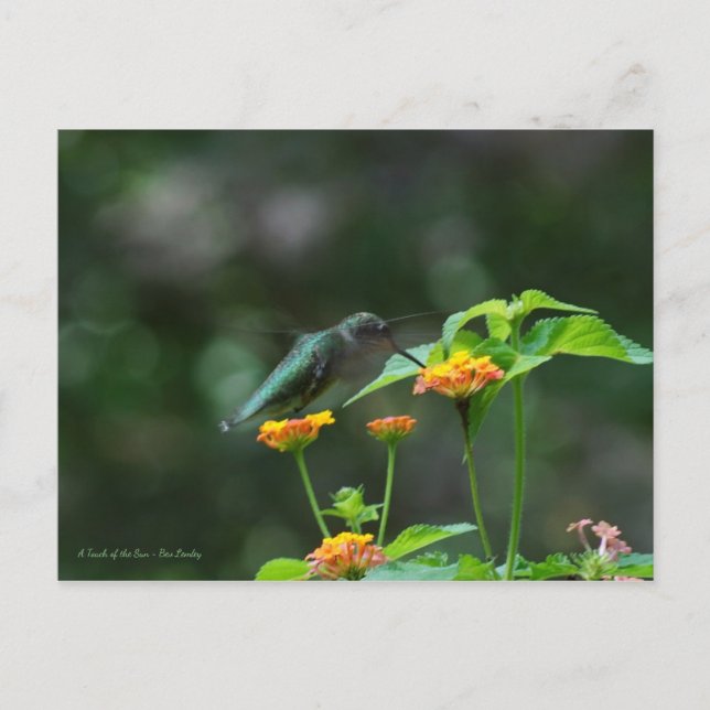 Dancing Hummingbird Postcard (Front)