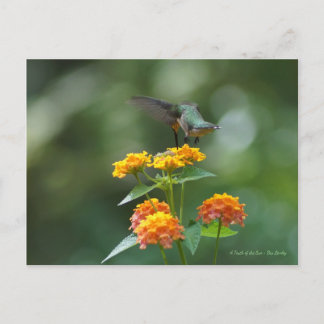 Dancing Jewel Postcard
