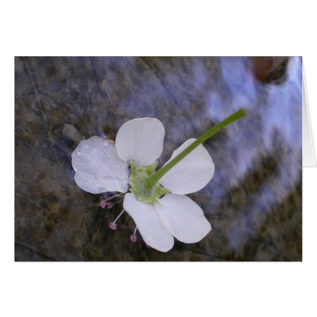 Dancing on Water (Front Horizontal)