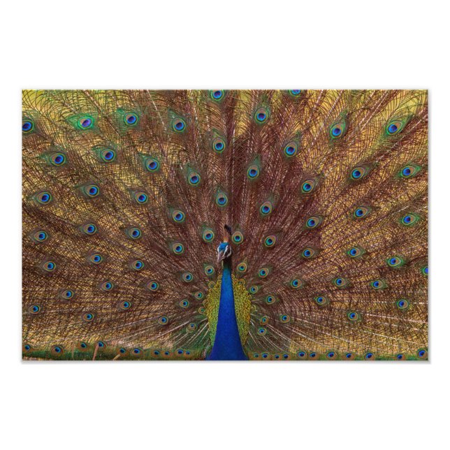 Dancing Peacock (Landscape) Photo Print (Front)