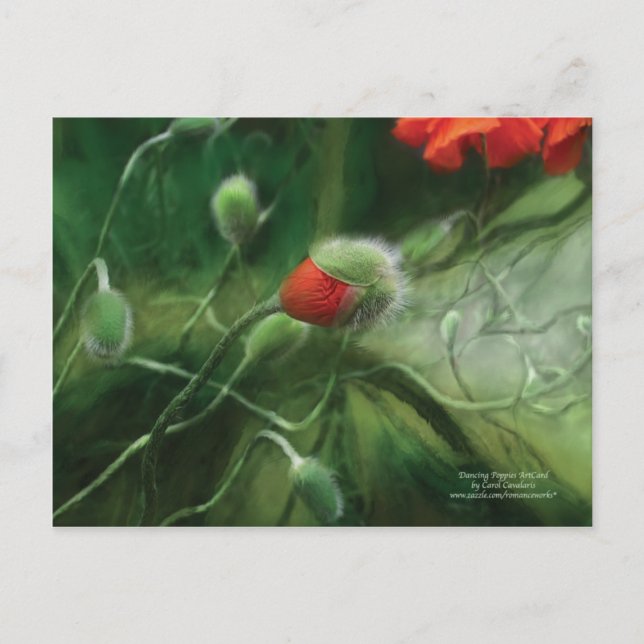 Dancing Poppies Postcard (Front)