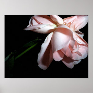 Dancing Rose 16x12 Poster