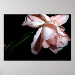 Dancing Rose 19x13 Poster