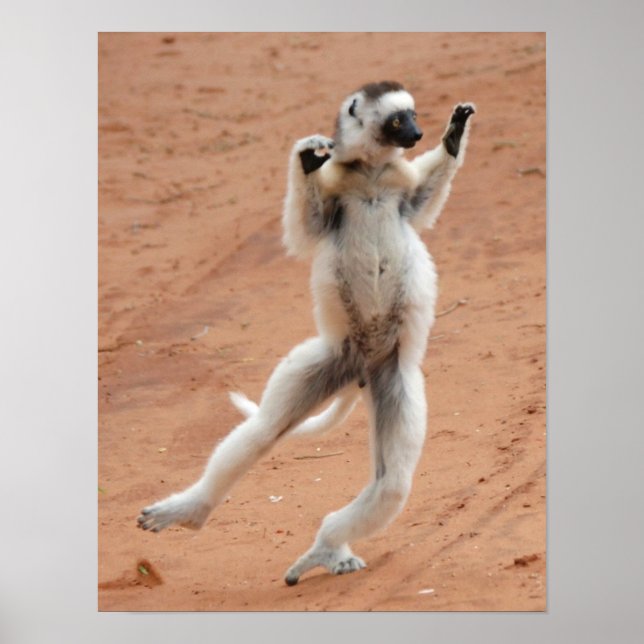 Dancing Sifaka Lemur Poster (Front)