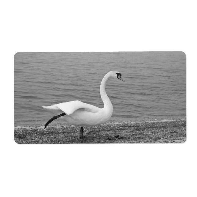 Dancing swan (Front)