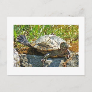 Dancing turtle - Postcard