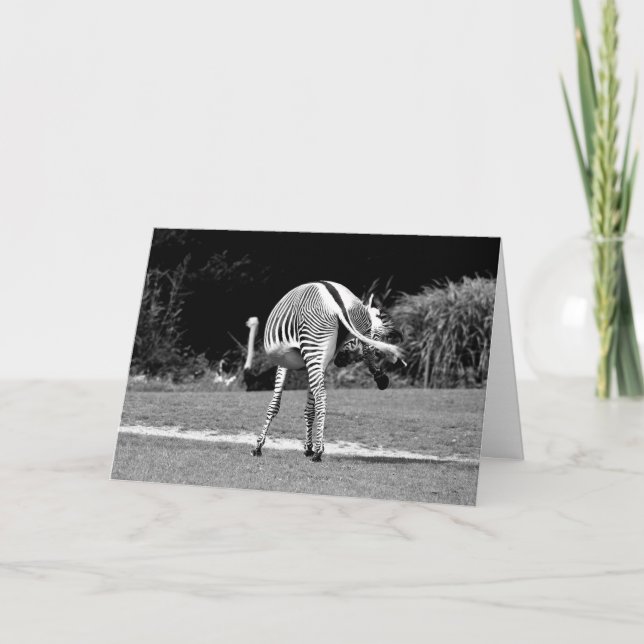 Dancing Zebra Birthday Card (Front)