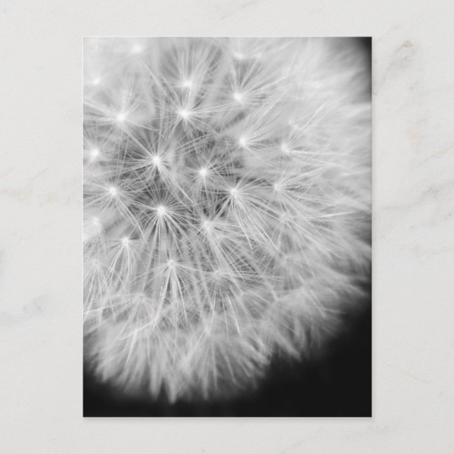 Dandalion Postcard (Front)