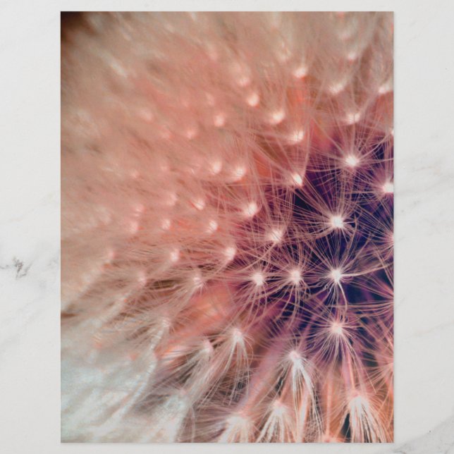 Dandelion (Front)