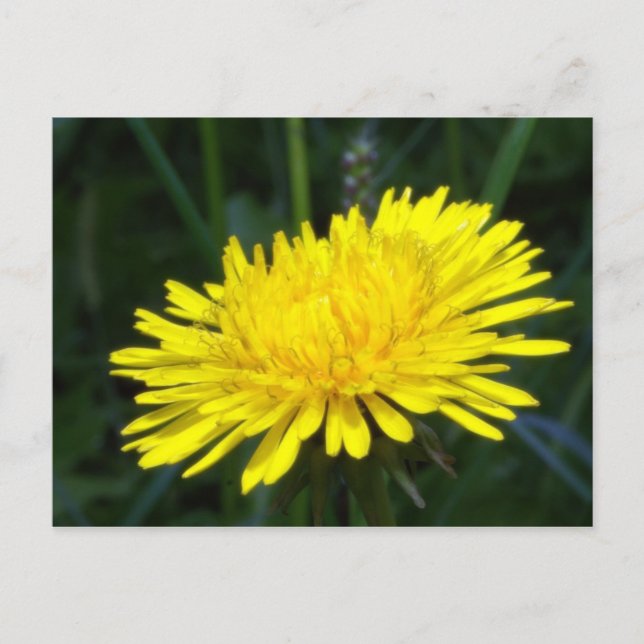dandelion2 postcard (Front)