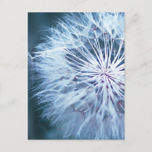 Dandelion 2 postcard (Front)