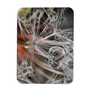 Dandelion Abstract Magnet