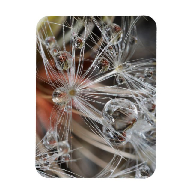 Dandelion Abstract Magnet (Vertical)
