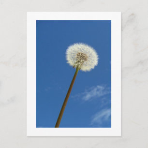 Dandelion against the Blue Sky - Postcard
