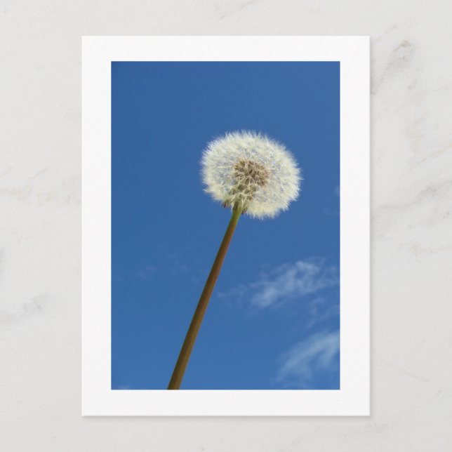 Dandelion against the Blue Sky - Postcard (Front)