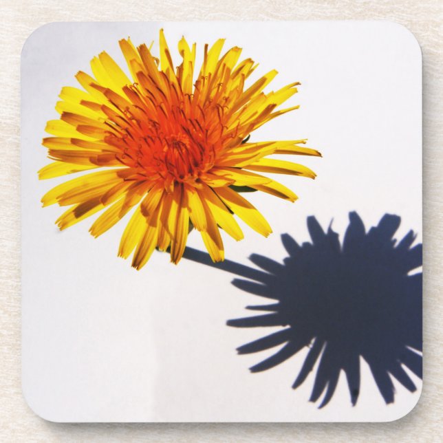 Dandelion and Shadow coastercna Coaster (Front)