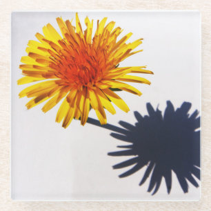 Dandelion and Shadow coastercnm Glass Coaster