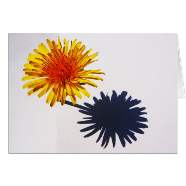 Dandelion and Shadow gccnm (Front Horizontal)