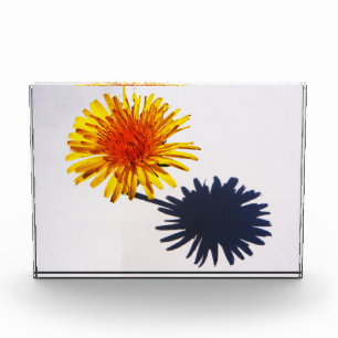 Dandelion and Shadow pba Photo Block