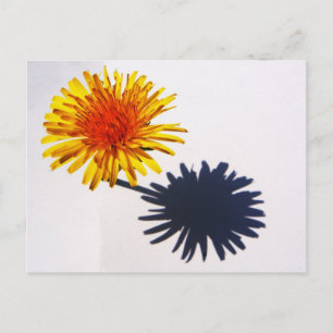 Dandelion and Shadow pccna Postcard