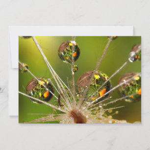 Dandelion And Water Droplets Card