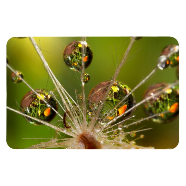 Dandelion And Water Droplets Magnet (Horizontal)