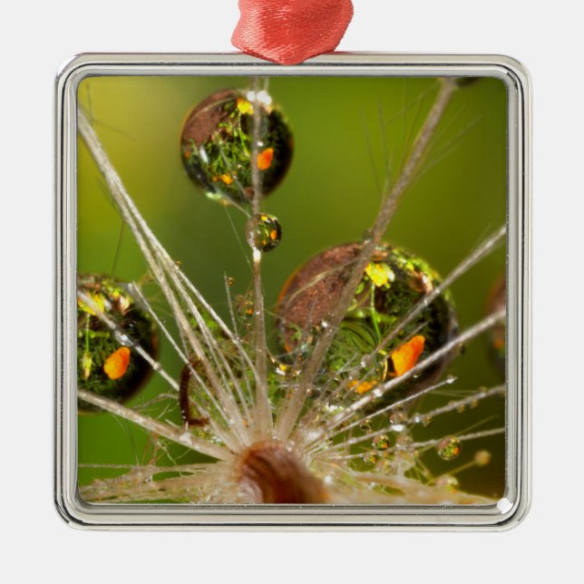 Dandelion And Water Droplets Metal Ornament (Front)