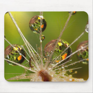 Dandelion And Water Droplets Mouse Pad