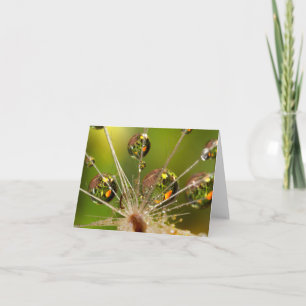 Dandelion And Water Droplets Note Card