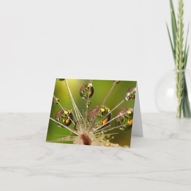 Dandelion And Water Droplets Note Card (Front)