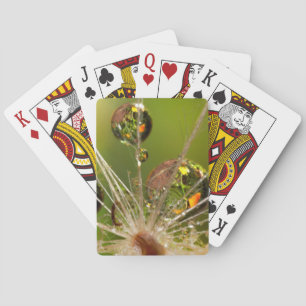 Dandelion And Water Droplets Playing Cards