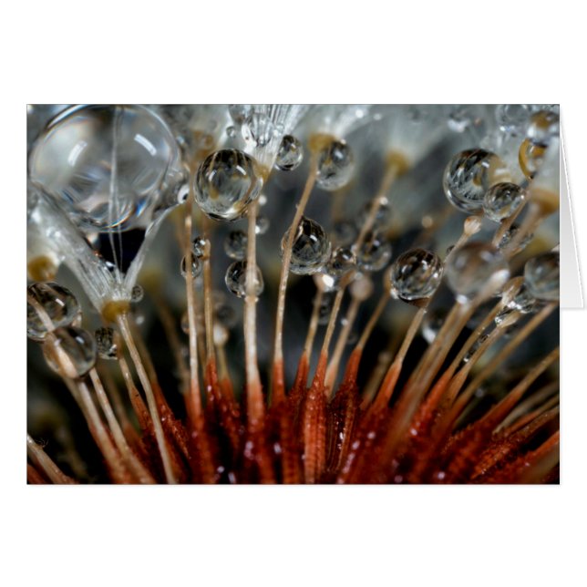 Dandelion and water drops, CA (Front Horizontal)