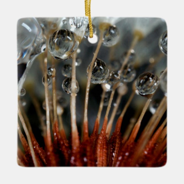 Dandelion and water drops, CA Ceramic Ornament (Front)