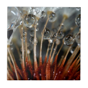 Dandelion and water drops, CA Ceramic Tile