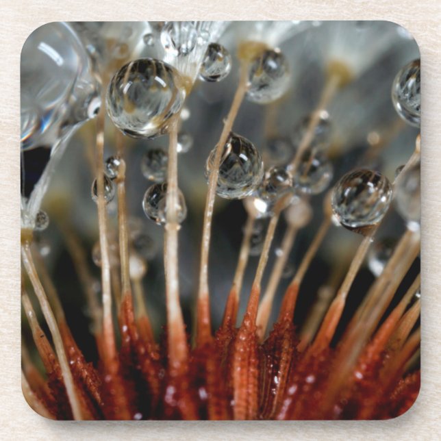 Dandelion and water drops, CA Coaster (Front)