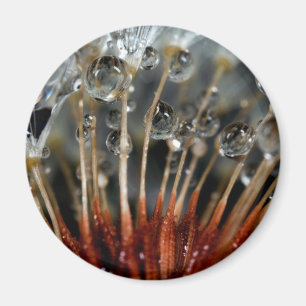 Dandelion and water drops, CA Magnet