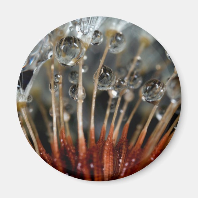 Dandelion and water drops, CA Magnet (Front)