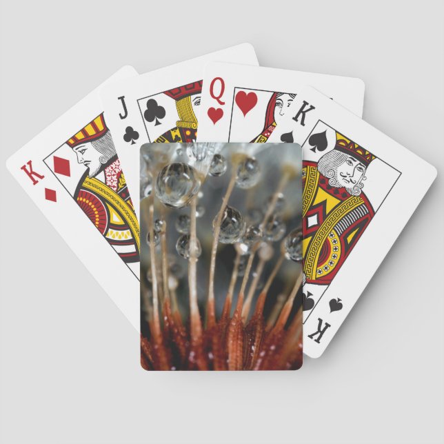 Dandelion and water drops, CA Playing Cards (Back)