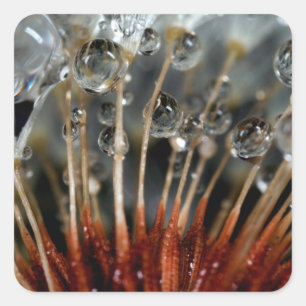 Dandelion and water drops, CA Square Sticker