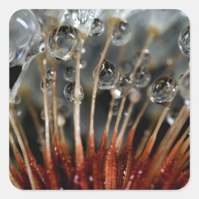 Dandelion and water drops, CA Square Sticker (Front)