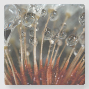 Dandelion and water drops, CA Stone Coaster
