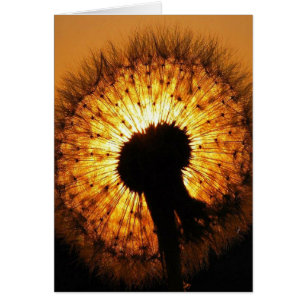 Dandelion at Sunset