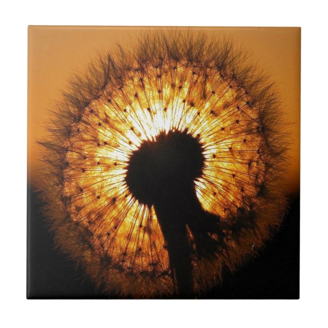 Dandelion at Sunset Tile (Front)