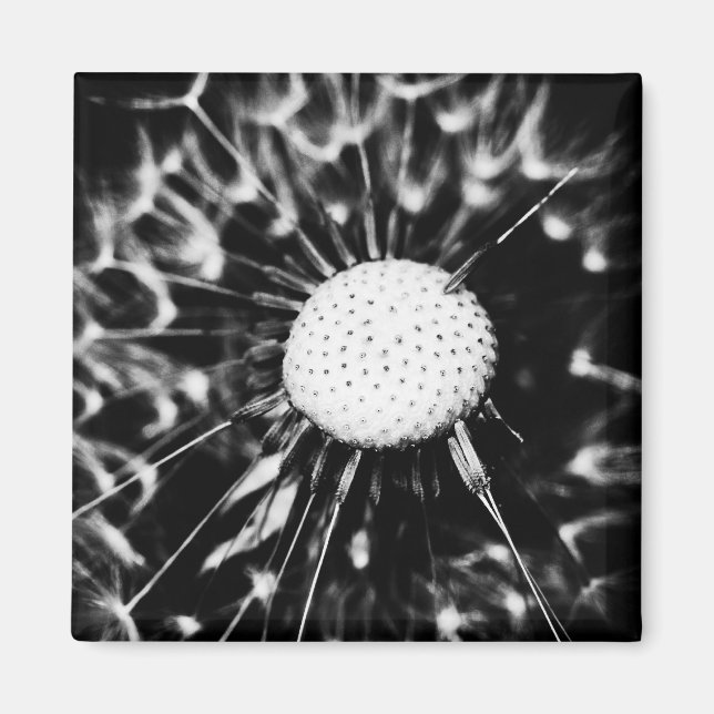 dandelion blacq magnet (Front)