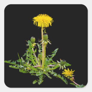 Dandelion blooming  square sticker