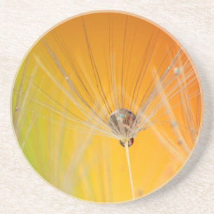 Dandelion Blossoms Flowers Destiny Peace Love Art Coaster