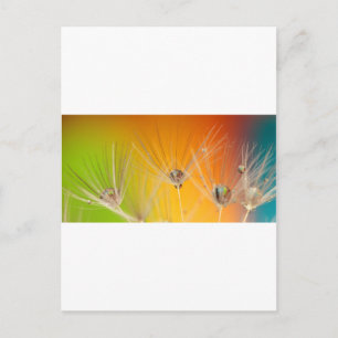 Dandelion Blossoms Flowers Destiny Peace Love Art Postcard